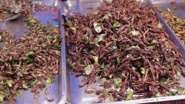 Exotic Fried Insects & Bugs for Sale to Eat at Bangkok Street Food Open Night Bazaar Market in Thailand. Asian Cuisine & Culinary Culture