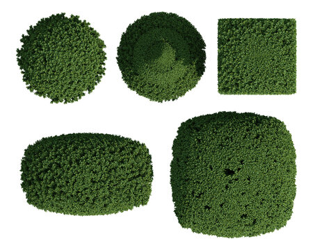 Top View 3d Render Of Euonymus Japonicus Green Plant With Circular Foliage On Transparent Background