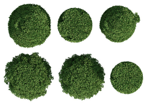 Top View Of 3d European Hornbeam Topiary plant Bushes With Dense Green Foliage On Transparent Background