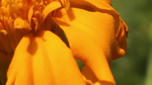 Indian Honey Bee Apis cerana indica collecting nectar and pollen from a vibrant orange marigold flower. Natural pollination behavior, striped abdomen, delicate wings, and interaction with the flower