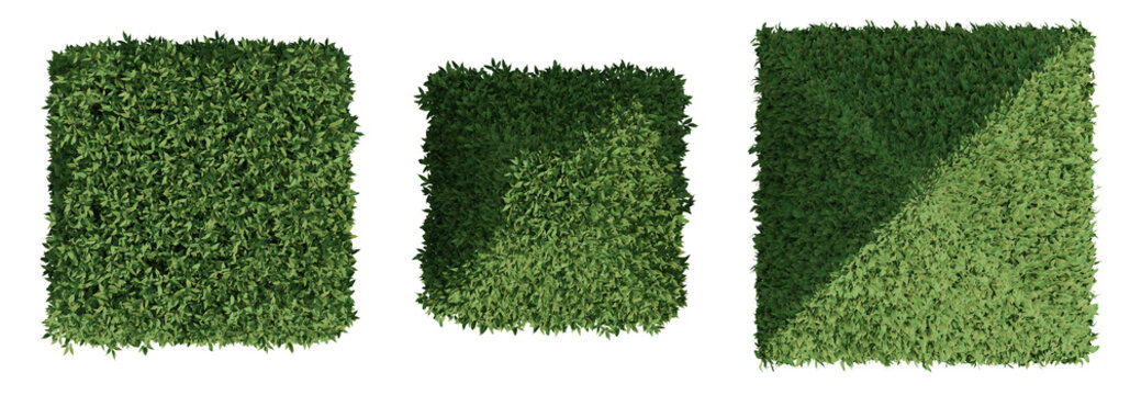 Top View Of A European Hornbeam Green Plant 3D Render On Transparent Background With Lush Leaves And Natural Texture