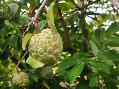 Thai Fruits, Fruits with Uneven Peels, Annona squamosa L, Sugar apple, Sweetsop.
