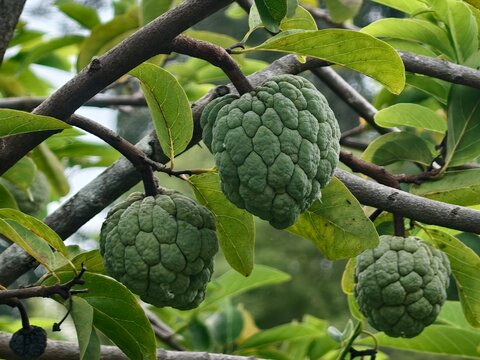 Thai Fruits, Fruits with Uneven Peels, Annona squamosa L, Sugar apple, Sweetsop.
