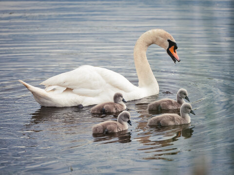 Mother swan swimming with her baby cygnets on water