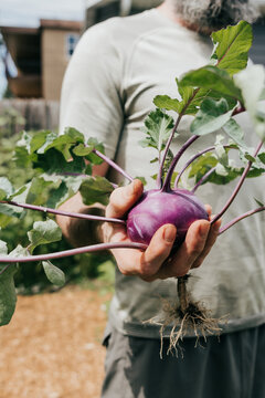 Man with beard holding a fresh purple kohlrabi in backyard garden