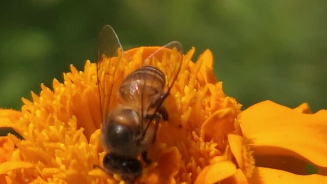 Indian Honey Bee Apis cerana indica collecting nectar and pollen from a vibrant orange marigold flower. Natural pollination behavior, striped abdomen, delicate wings, and interaction with the flower