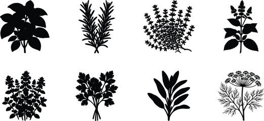 Black and White Culinary Herb Silhouette Collection Featuring Basil, Rosemary, Thyme, Mint, Parsley, Sage, Oregano, and Dill © MdAsraful