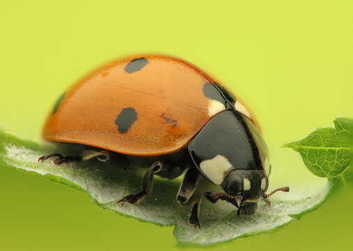 A ladybug on a leaf
