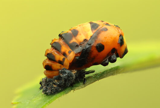 Insect: ladybug pupa on a leaf