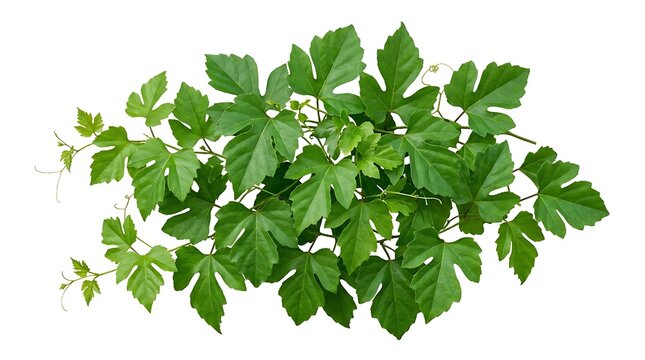 Set of green leaves from Javanese treebine or grape ivy (Cissus spp.), a jungle vine and hanging ivy plant bush foliage, isolated on a white background with a clipping pat