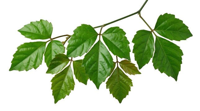 Set of green leaves from Javanese treebine or grape ivy (Cissus spp.), a jungle vine and hanging ivy plant bush foliage, isolated on a white background with a clipping pat