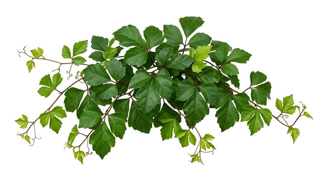 Set of green leaves from Javanese treebine or grape ivy (Cissus spp.), a jungle vine and hanging ivy plant bush foliage, isolated on a white background with a clipping pat