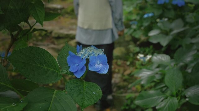 雨上がりにアジサイの小径を進んでいく女性