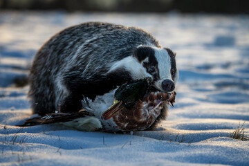 European badger Meles meles feeding on prey on snow covered ground in winter backlight wildlife photography © Rudolf