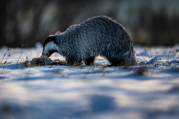 European badger Meles meles feeding on prey on snow covered ground in winter backlight wildlife photography © Rudolf