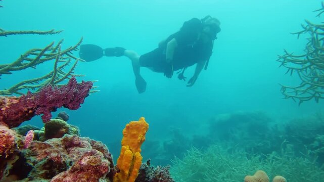 Scuba diver exploring the vibrant underwater landscape of Fijis Rainbow Reef, swimming above a healthy coral garden featuring various species and bright marine sponges