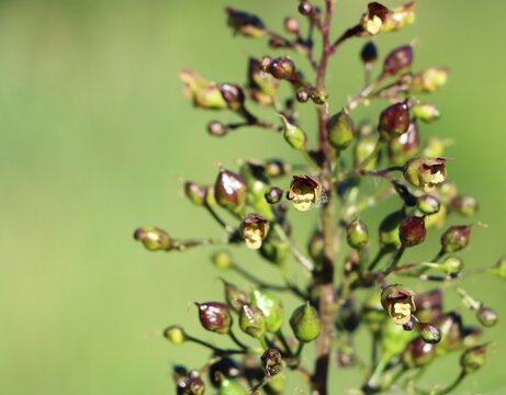 Scrophularia nodosa (figwort) growing in a field