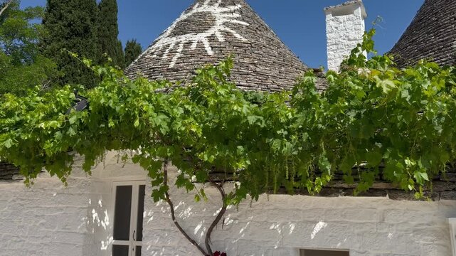 Traditional Trullo House with Lush Green Grapevine and Conical Stone Roof in Alberobello, Puglia, Italy
