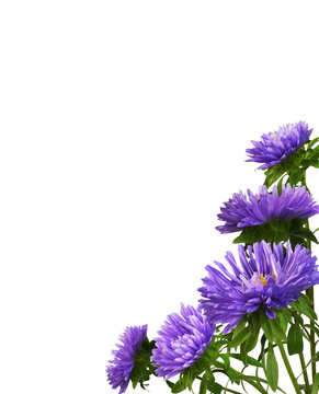 Purple aster flowers in a corner floral arrangement isolated on white or transparent background