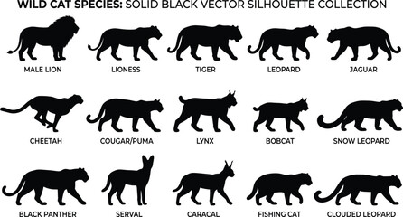 Wild Cat Species Silhouette and Feline Predator Icon Set © Nurjahan