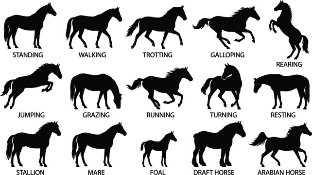 Horse Gaits Poses and Equine Breeds Silhouette Vector Icon Set