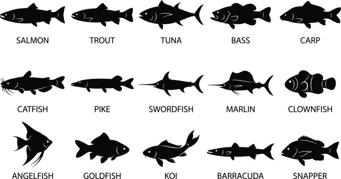 Fish species silhouettes vector illustration set featuring salmon trout tuna bass and carp types