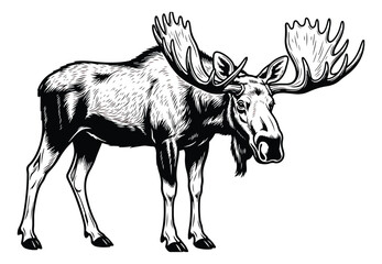 Naklejka premium Vintage moose illustration in woodcut style, black and white bull elk with large antlers vector, majestic forest animal sketch for hunting and outdoor logos