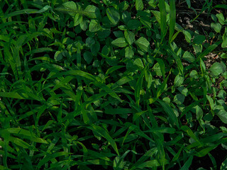 Overhead view of lush green grass and wild weeds field, moody natural foliage texture backdrop © Kateryna Zinenko 