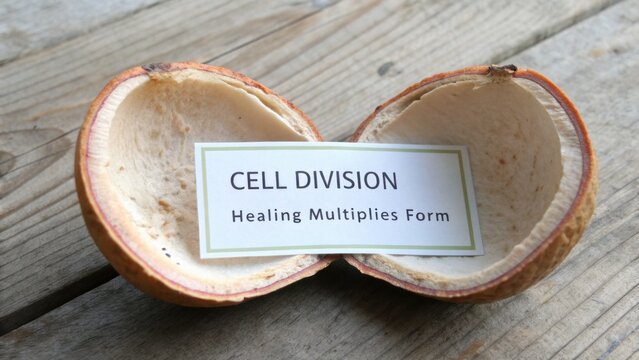 Conceptual cell division model featuring an open seed pod with label illustrating the healing and multiplication of cells