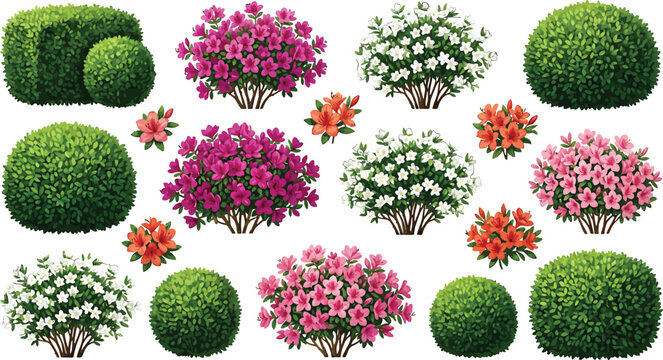 Set of garden shrubs and flowering azalea bushes with green foliage and colorful blossoms isolated on white background for landscape design vector illustration