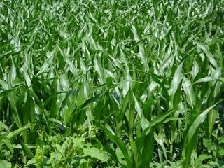 Fototapeta premium Green corn field growing during summer season