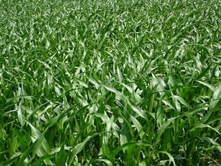 Fototapeta premium Green corn plants growing in agricultural cornfield