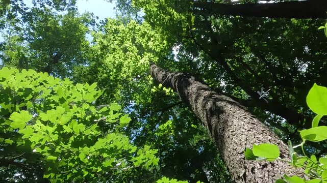 tree in the forest. summer forest landscape. walk in a fresh forest on a summer day. green leaves of trees against the sky in the forest. Ukrainian landscape 4K