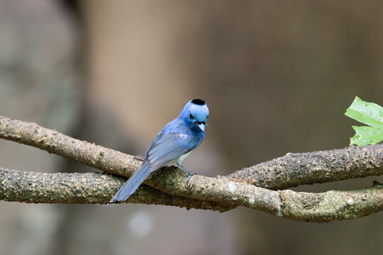 Male Black-naped Monarch Showing Black Nape