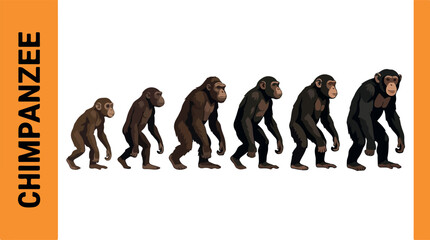 Evolutionary stages of a chimpanzee walking upright in sequence © FRIDA STORE