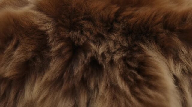 Realistic Grizzly Bear Brown Coarse Fur Blowing in Heavy Wind for Nature Concepts