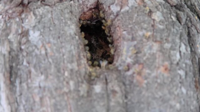 honeybees established in a natural cavity, such as a hollow in a tree trunk