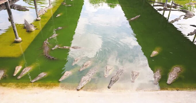 Crocodile feeding in swamp of tropical zoo animal travel outdoor