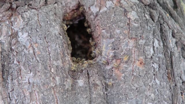 honeybees established in a natural cavity, such as a hollow in a tree trunk