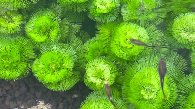 My A group of small guppy fish swimming in clear water. They move gracefully above vibrant green aquatic plants in a backyard basin. Perfect for nature, pet care, and ecosystem concepts.ovie