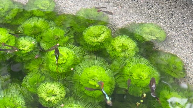 A group of small guppy fish swimming in clear water. They move gracefully above vibrant green aquatic plants in a backyard basin. Perfect for nature, pet care, and ecosystem concepts.