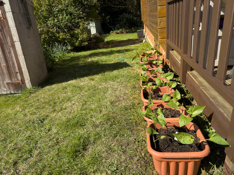 Row of flower pot containers with runner bean seedling plants growing next to a rustic wooden cabin with sunny garden background
