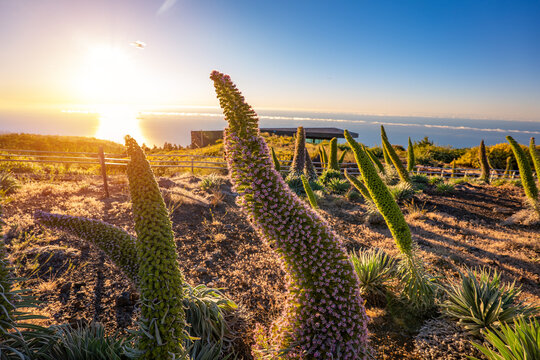 Tajinaste Flowers, La Palma, Canary Islands, Spain