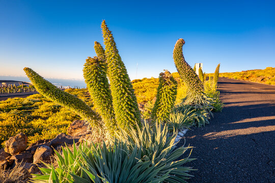 Tajinaste Flowers, La Palma, Canary Islands, Spain