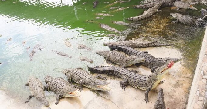 Crocodile feeding in swamp of tropical zoo animal travel outdoor
