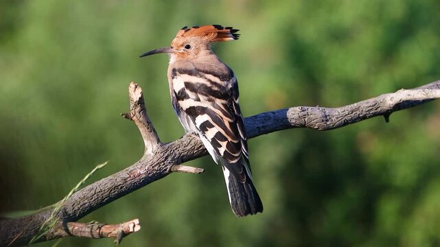 Eurasian Hoopoe preening its chest