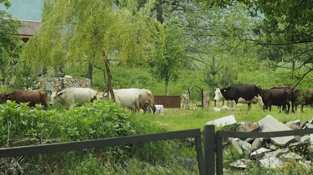 A horizontal video capturing a herd of multi-colored dairy cows walking together through a green yard, either heading out to the pasture or returning home on a summer day.