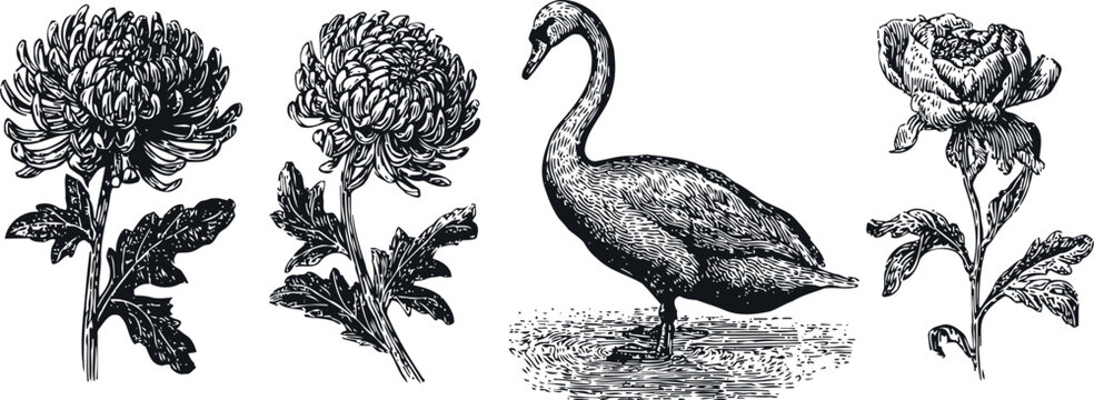 Engraving chrysanthemum flowers and swan vintage floral set with detailed aquatic bird illustration