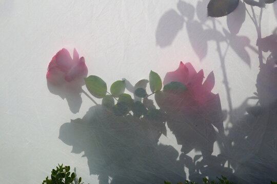 Reflectors, pink roses, shadows, beauty is impossible to deceive