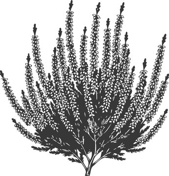 Heather plant silhouette detailed botanical drawing of flowering shrub with tall spikes